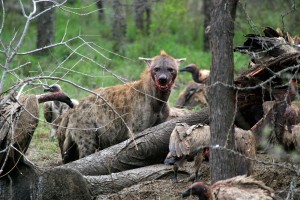 Hyena And Vulture At Kill