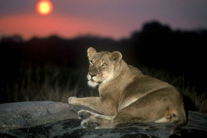 Lion At Sunset